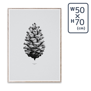 【メーカー取り寄せ】〔PAPER COLLECTIVE〕 ポスターPine Cone Grey (50×70)