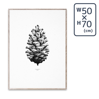 【メーカー取り寄せ】〔PAPER COLLECTIVE〕 ポスターPine Cone White (50×70)
